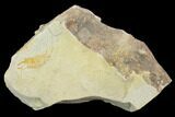 Fossil Pea Crab (Pinnixa) From California - Miocene #128095-1